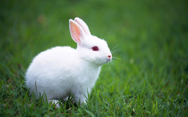 小鸡宝宝考考你，实际上，生活中的兔子更喜欢以下哪种食物