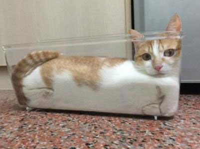小鸡宝宝考考你，为什么猫咪能像液体一样缩在小盒子里