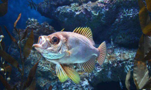 在没有食物的情况下,鱼儿嘴巴一张一合,是在