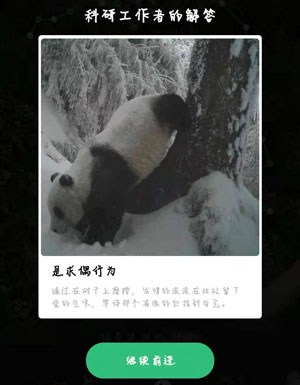 大熊猫奇怪的姿势在干嘛