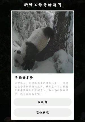 大熊猫奇怪的姿势在干嘛