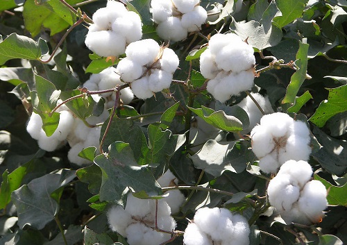 棉花是植物的花吗
