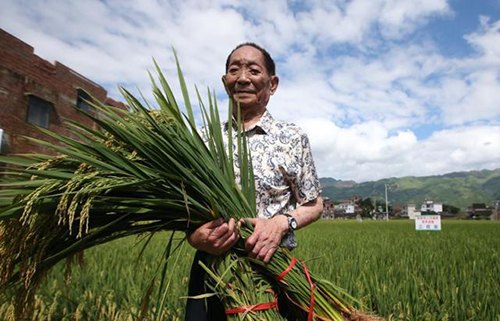 我国杂交水稻之父袁隆平，于哪年开始研究杂交水稻