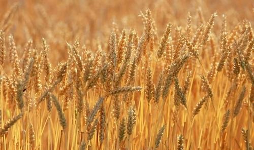 中国最早的小麦栽培证据距今至少已有多少年