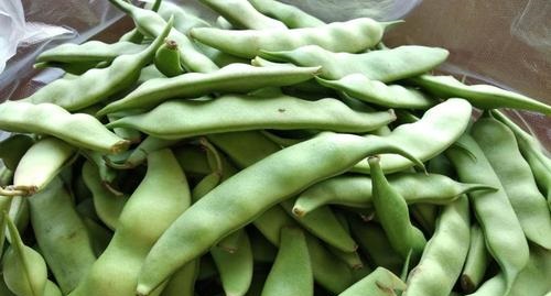 九月青豆角被称为菜豆中的极品，它产自