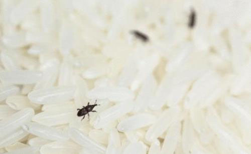 为什么明明密封很好的大米，还会长出米虫