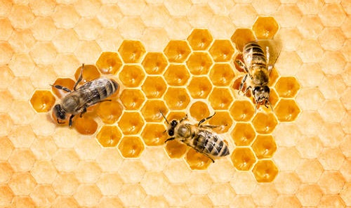 能够制造蜂蜡的是什么类型的蜜蜂
