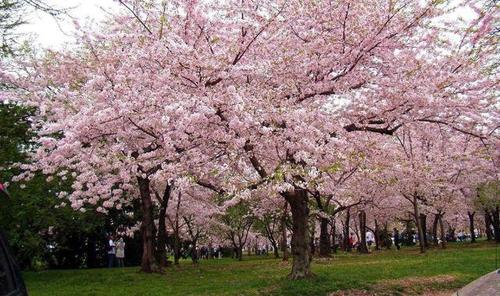 观赏性的樱花树长出的果实