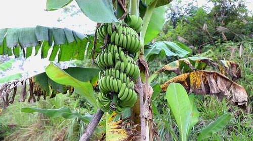 市面上卖的香蕉是靠什么来繁衍