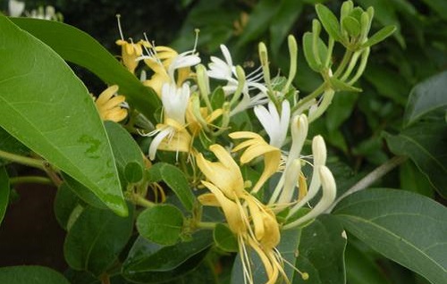 自古被誉为清热解毒良药的忍冬花，又被称为金银花，是因为