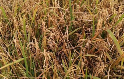 水稻产量的构成有三要素不包括