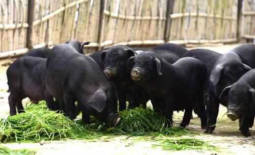 全国唯一的香猪保种基地在