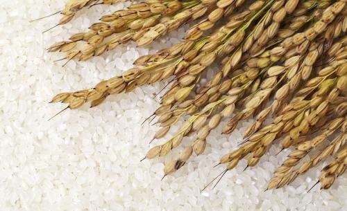 我国的水稻主要成分是淀粉对吗