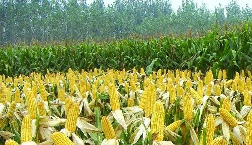 玉米是中国第一大作物对吗
