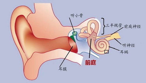 耳朵除了听觉功能还能感知到