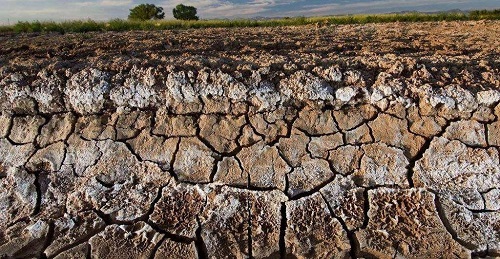 土壤盐碱化会导致粮食减产对吗