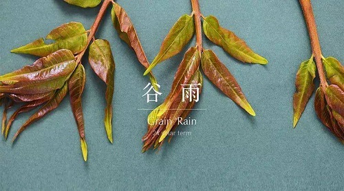 俗语说雨前椿芽嫩如丝，说的是哪个节气上市的的香椿特别鲜嫩