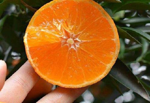 人气水果爱媛橙是来自