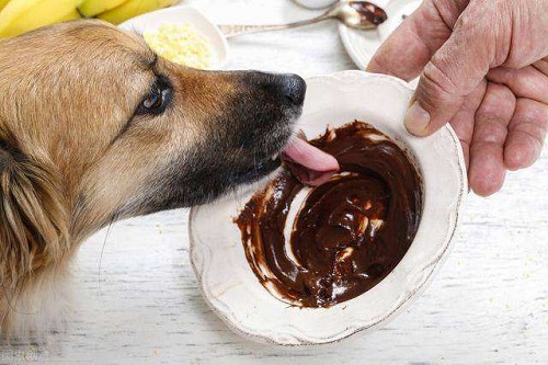 巧克力是很多人眼里的美食能喂给狗狗吃吗