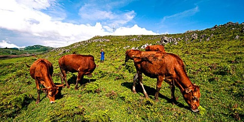 广西三大黄牛指的是隆林黄牛涠洲黄牛和