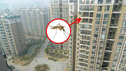 夏天蚊子让人烦恼，是不是住在高层就没蚊子了