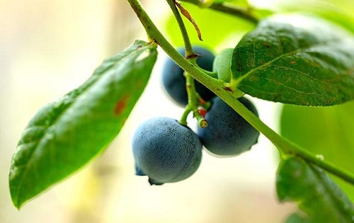 丹东鹭乡蓝莓主要种植地集中在