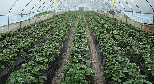 华南地区最大的草莓种苗繁育基地位于