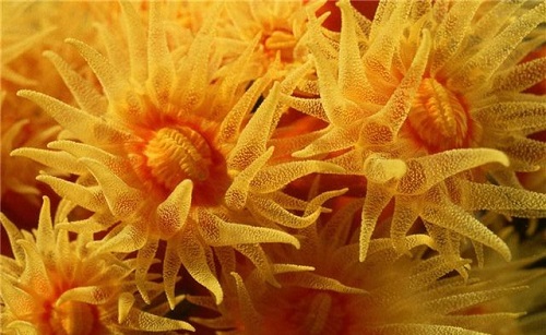 以下哪种动物被称为是四季盛开不败的海菊花