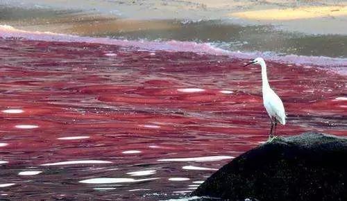 有一种叫红色幽灵的海洋污染现象它指的是