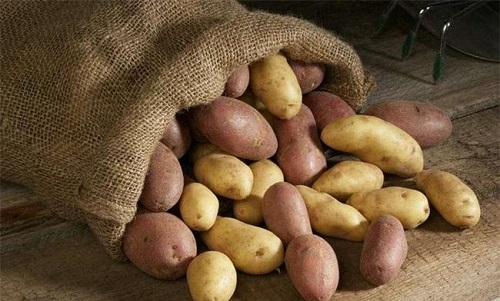 想延长土豆的保存期怎样存放更合适