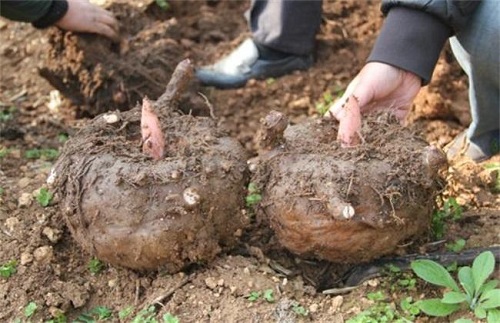 如果在野外挖到魔芋块茎可以生吃吗