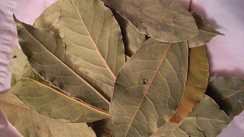 烹饪美食经常用的香叶其实是哪种树的叶子