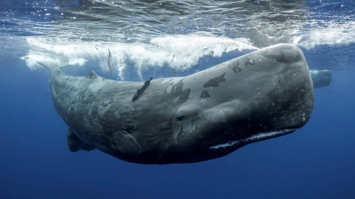 猜一猜抹香鲸为什么叫抹香鲸