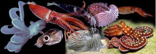 头足纲是海洋软体动物中最高等的种类它们的身体都是
