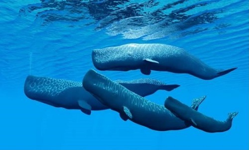 猜一猜以下哪种海洋动物不仅能发声而且声音格外响亮