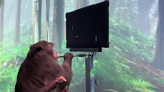 史无前例！马斯克公布脑机接口视频：猴子能用意念打游戏