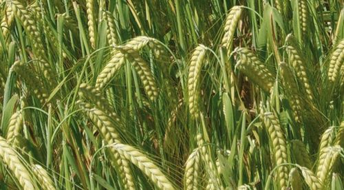 小麦大麦等禾本科作物的芒能减少鸟类啄食对吗