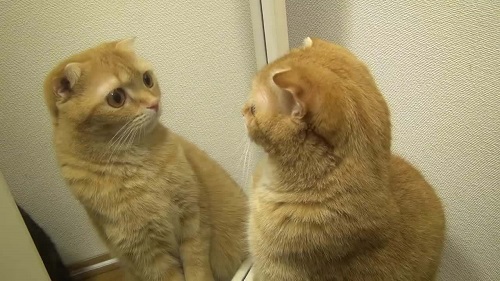 猜一猜，家里的小猫小狗能辨认出镜子里的自己吗